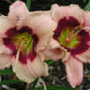 Meet your Posher, Joan